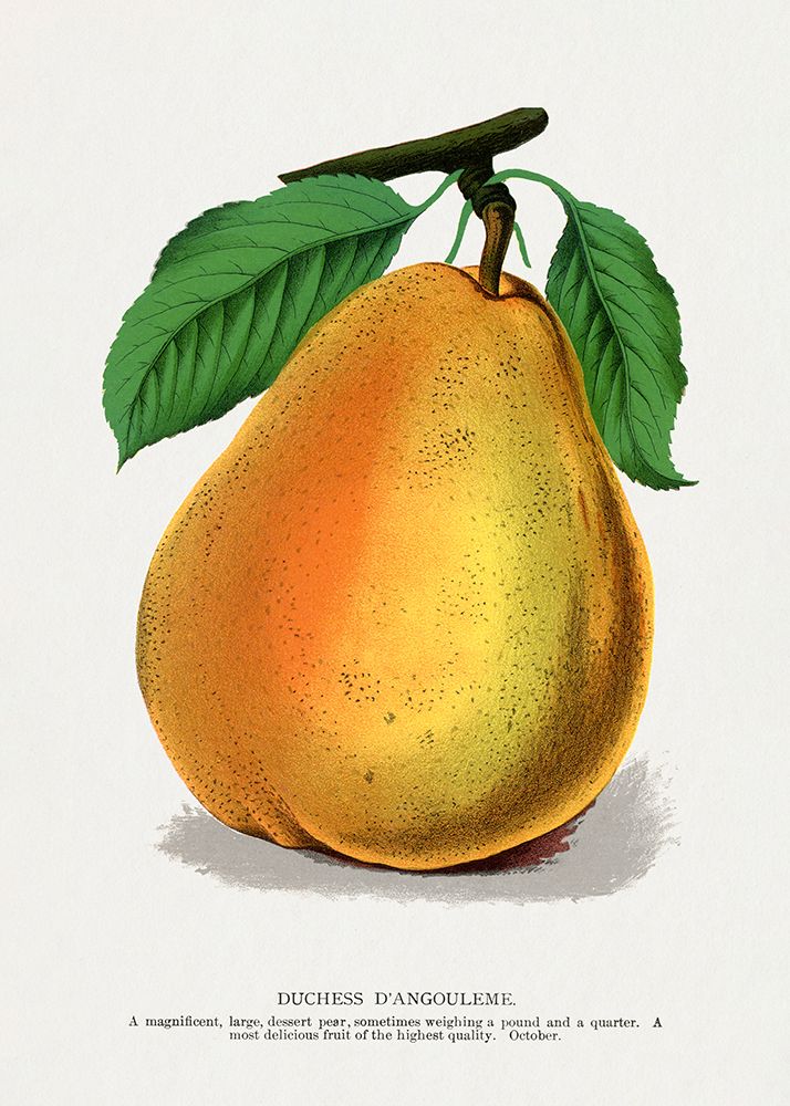 Duchess Dangouleme Pear Lithograph art print by Botanical Specimen Rochester for $57.95 CAD
