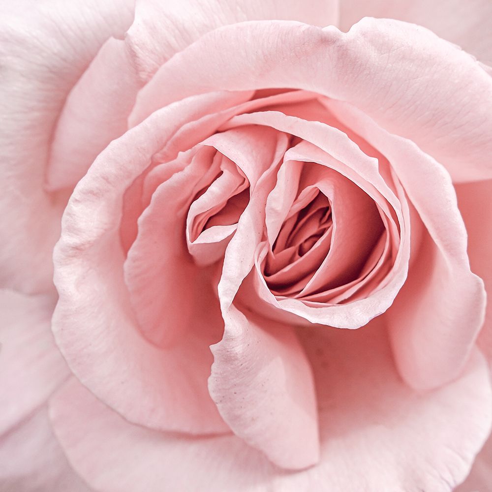 Pink Rose art print by Henrike Schenk for $57.95 CAD