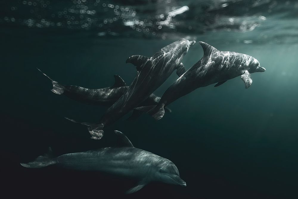 The Pod art print by Serge Melesan for $57.95 CAD