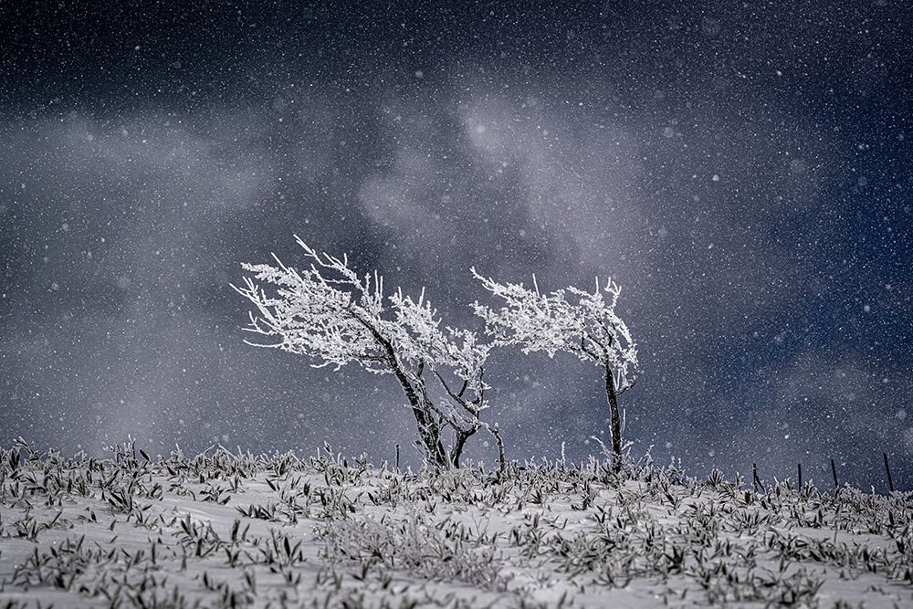 Covered in SNOW. art print by Yuusuke Hisamitsu for $57.95 CAD