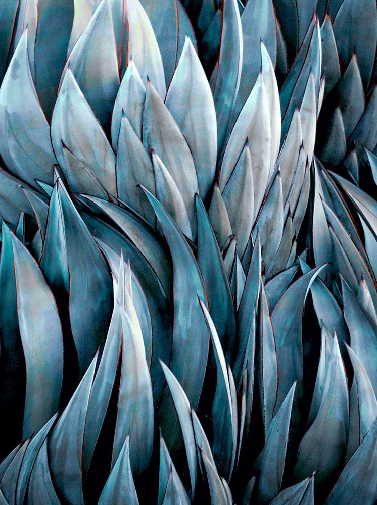 Mexican Blue Glow Agave Abstract art print by Robin Wechsler for $57.95 CAD