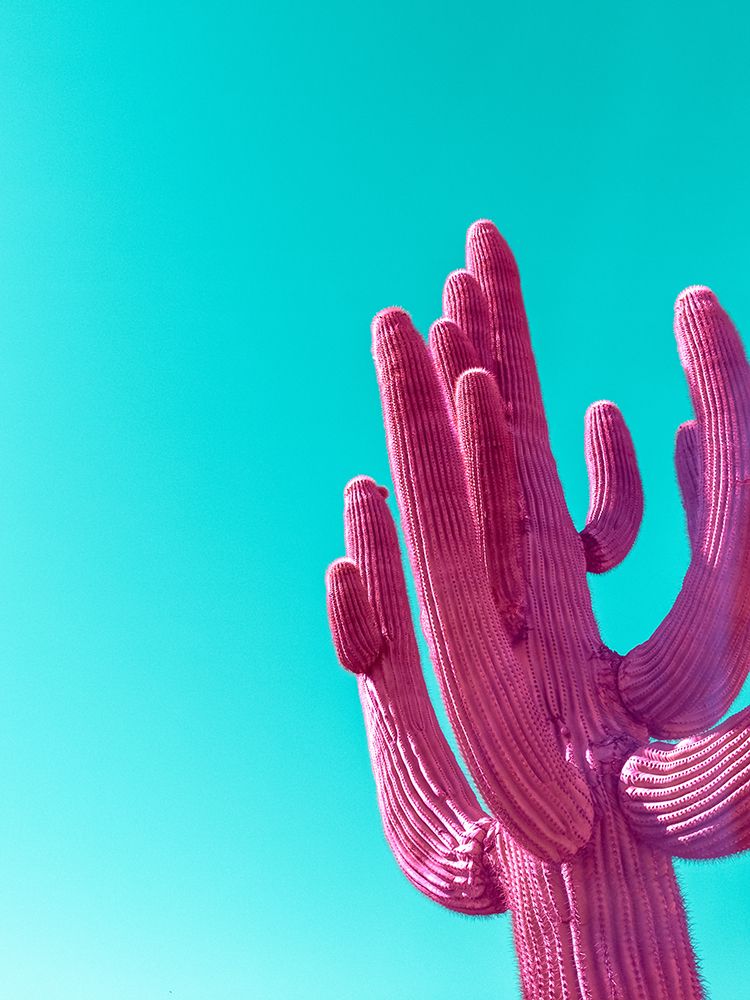 Magenta Pink Saguaro art print by Tom Windeknecht for $57.95 CAD