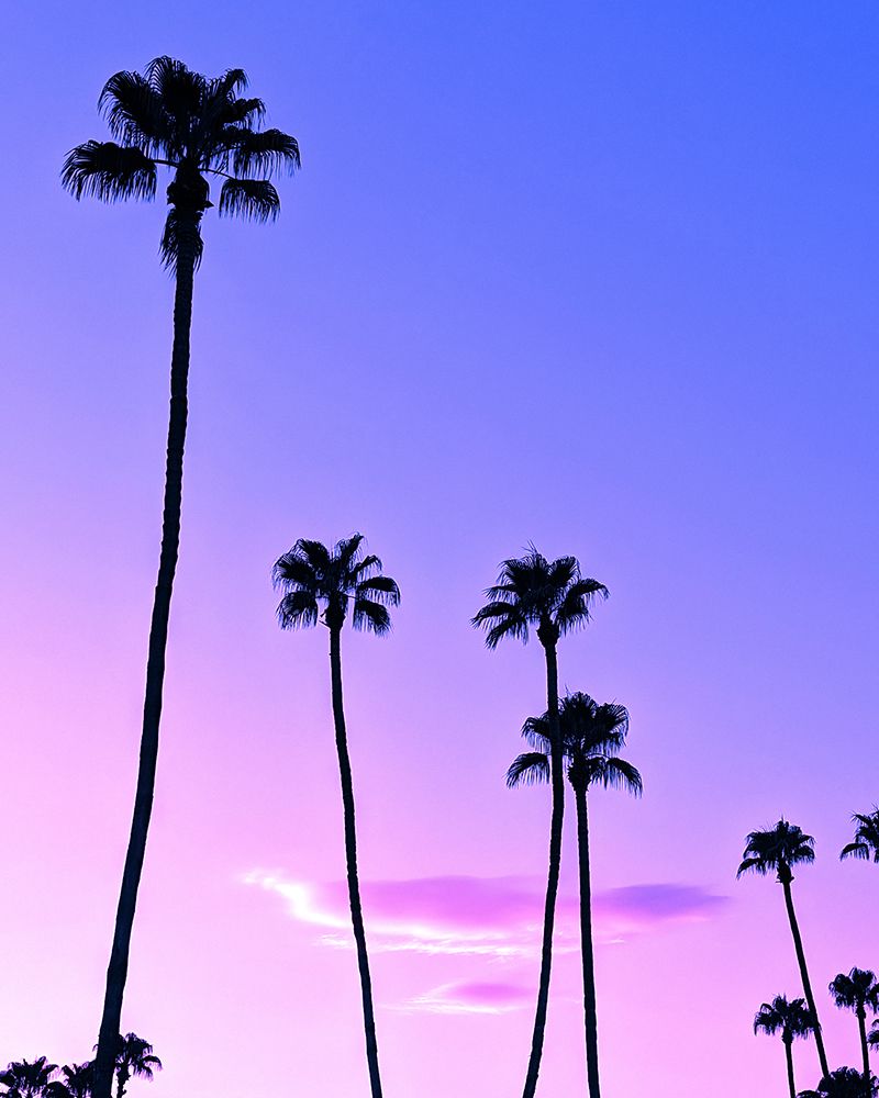 Palm Tree Sunset art print by Tom Windeknecht for $57.95 CAD