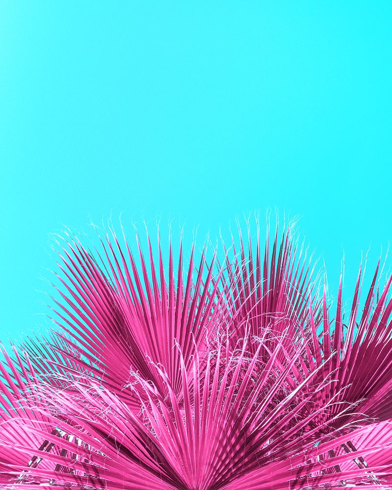 Electric Pink Palm Fronds art print by Tom Windeknecht for $57.95 CAD