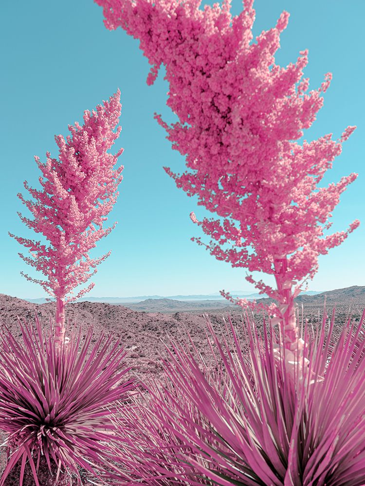 Blooming Pink Yuccas in the Mojave Desert art print by Tom Windeknecht for $57.95 CAD