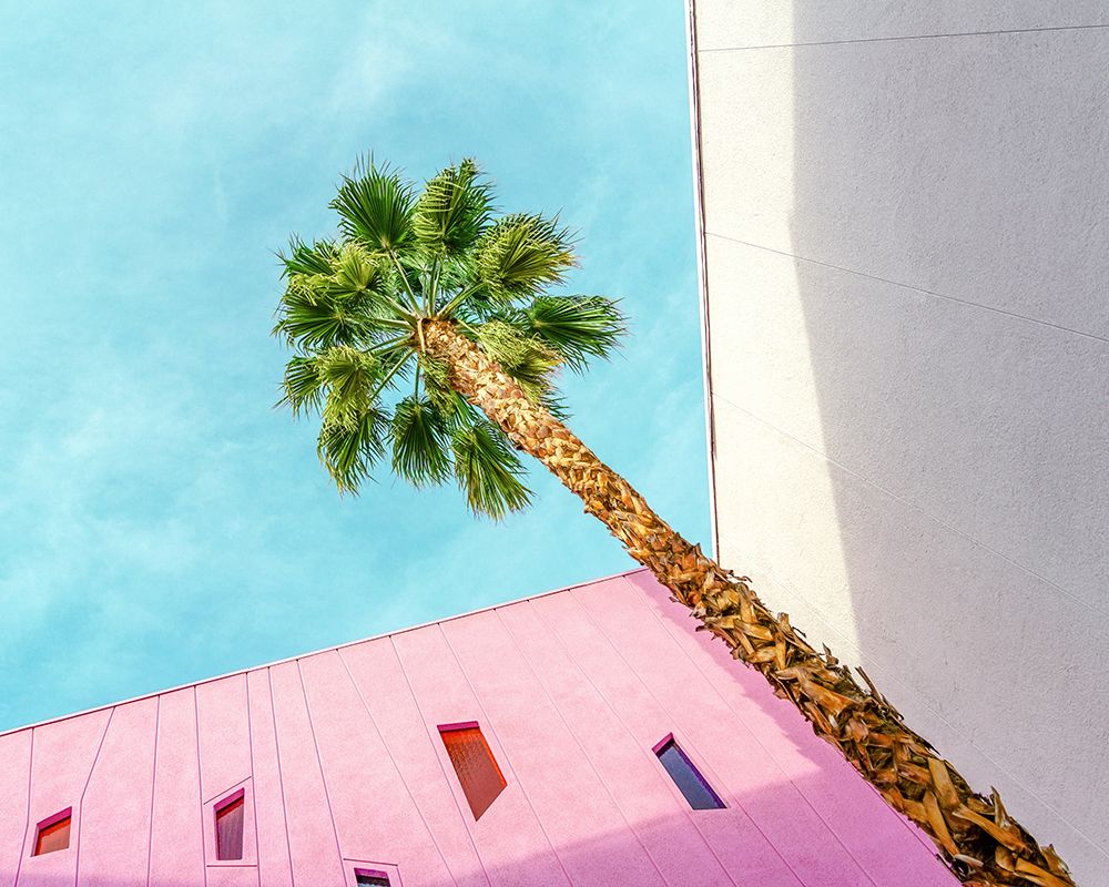 Palm Tree Lookup art print by Tom Windeknecht for $57.95 CAD