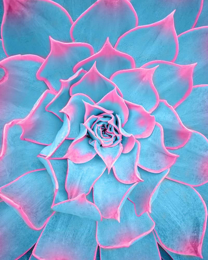 Blue and Pink Succulent art print by Tom Windeknecht for $57.95 CAD