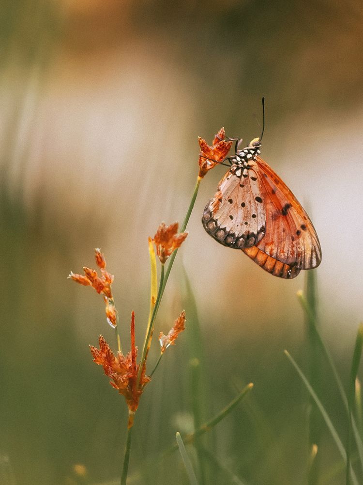 Butterfly by Wahyu Winda
