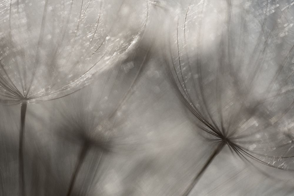 Seedlings art print by Penny Myles for $57.95 CAD