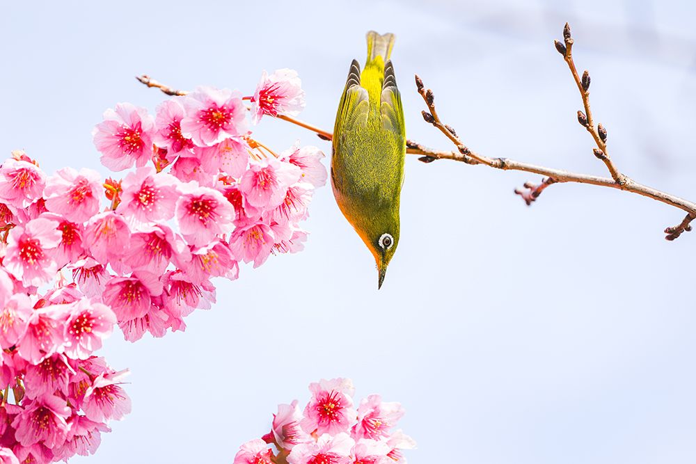 Early spring art print by Junko Torikai for $57.95 CAD