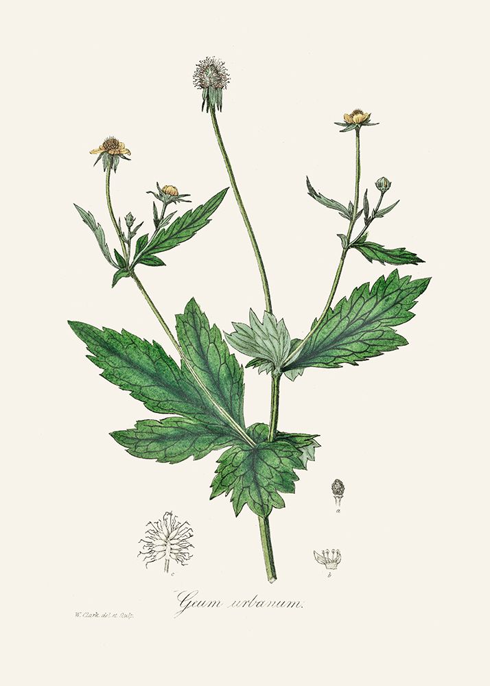 Wood Avens (geum Urbanum)  Medical Botany art print by John Stephenson for $57.95 CAD