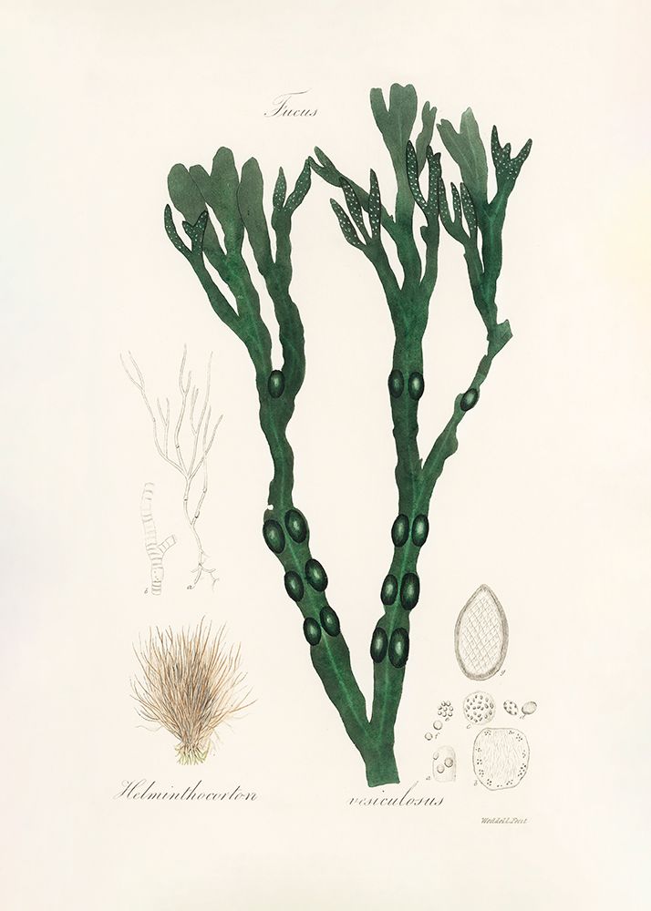 Bladder Wrack (fucus Vesiculosus)  Medical Botany art print by John Stephenson and James Morss Churchill for $57.95 CAD