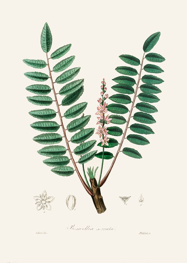 Boswellia Serrata Medical Botany art print by John Stephenson and James Morss Churchill for $57.95 CAD