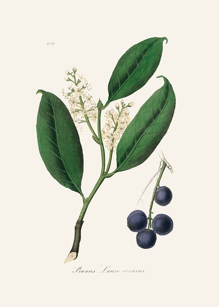 Cherry Laurel (prunus Laurocerasus) Medical Botany art print by John Stephenson and James Morss Churchill for $57.95 CAD
