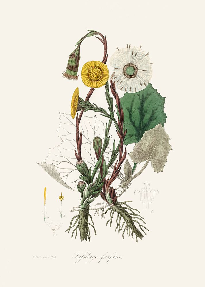 Coltsfoot (tussilago Farfara)  Medical Botany art print by John Stephenson and James Morss Churchill for $57.95 CAD