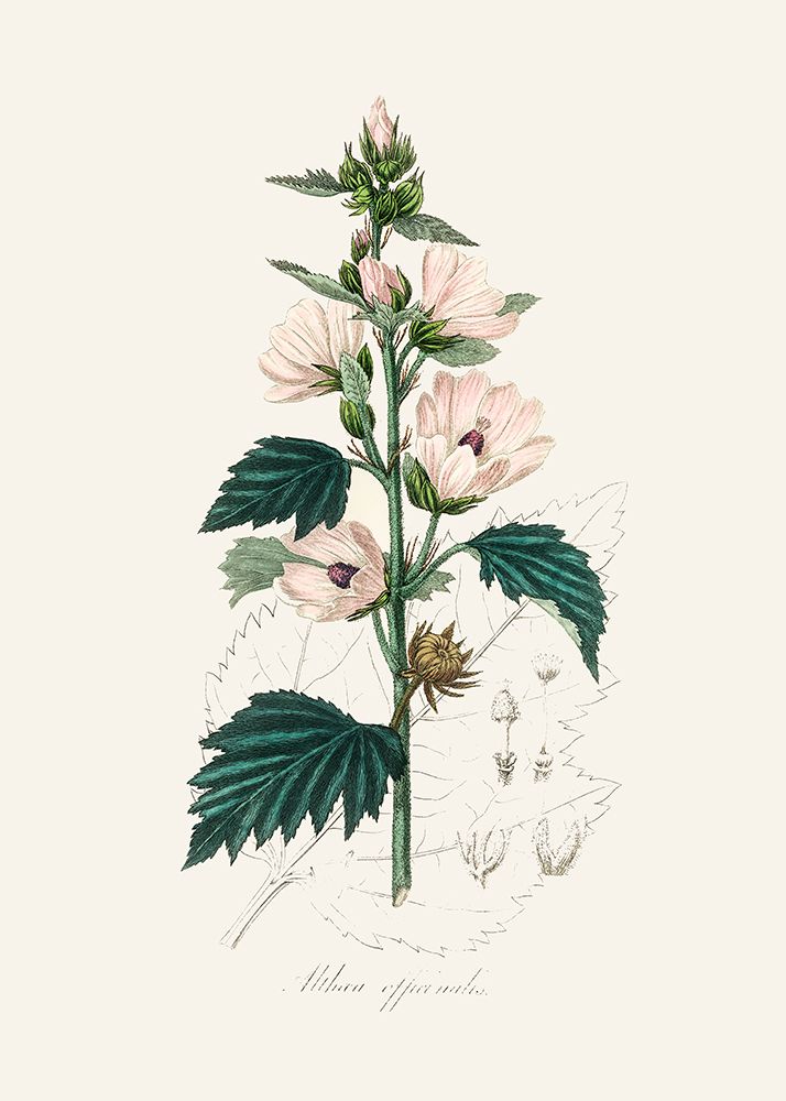 Common Marshmallow (althea Officinalis) Medical Botany art print by John Stephenson and James Morss Churchill for $57.95 CAD