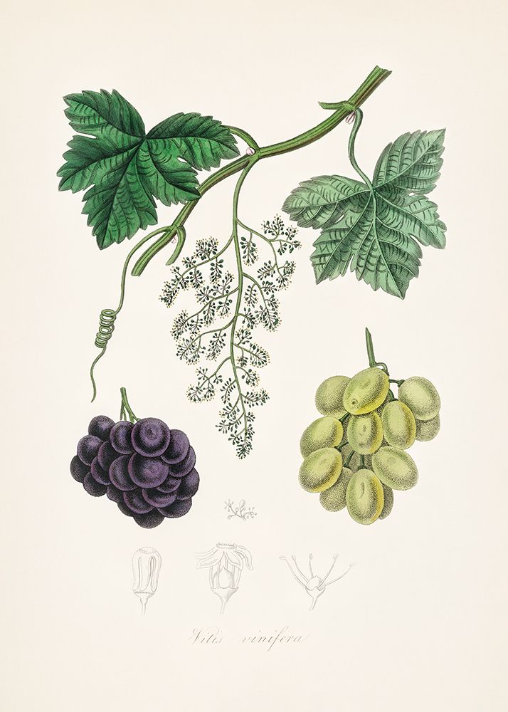 Common Grape Vine (vitis Vinifera) Medical Botany art print by John Stephenson and James Morss Churchill for $57.95 CAD