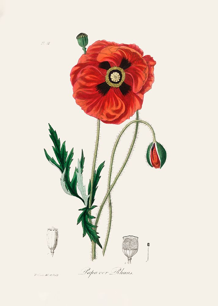 Common Poppy (papaver Rhoeas) Medical Botany art print by John Stephenson and James Morss Churchill for $57.95 CAD