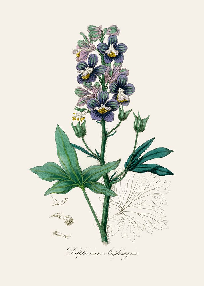 Delphinum Staphisagria Medical Botany art print by John Stephenson and James Morss Churchill for $57.95 CAD