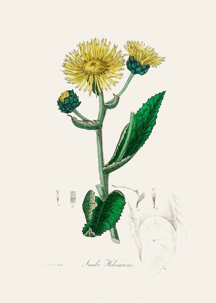 Elecampane (inula Helenium) Medical Botany art print by John Stephenson for $57.95 CAD