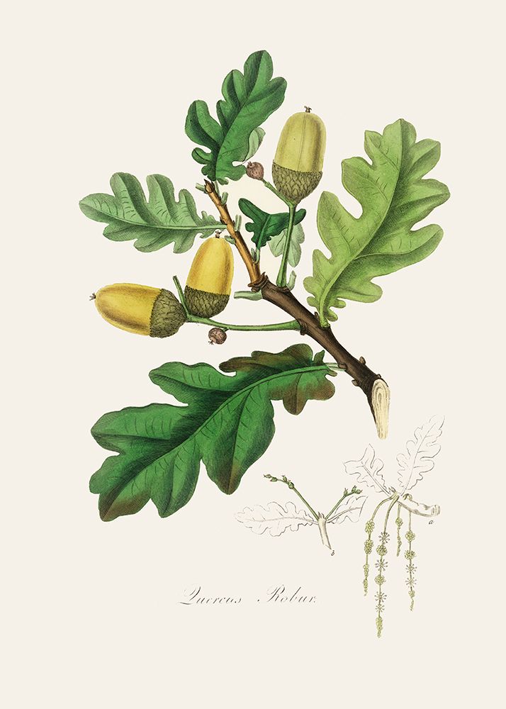English Oak (quercus) Medical Botany art print by John Stephenson and James Morss Churchill for $57.95 CAD