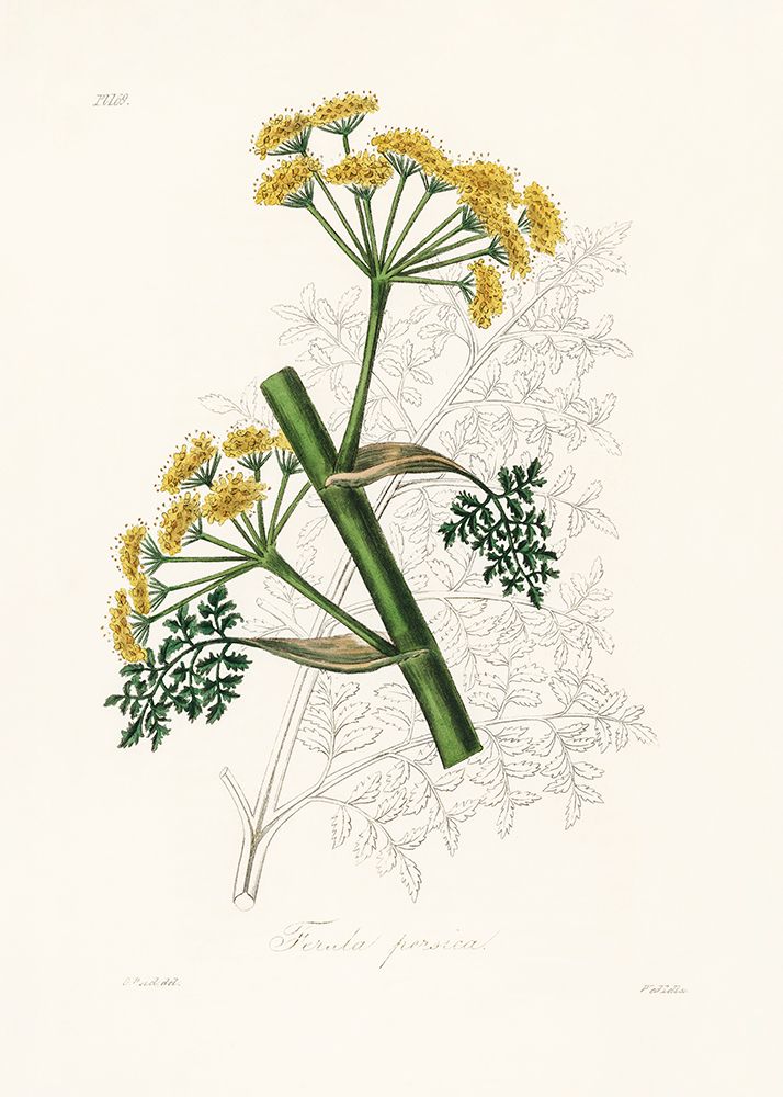 Ferula Persica Medical Botany art print by John Stephenson for $57.95 CAD