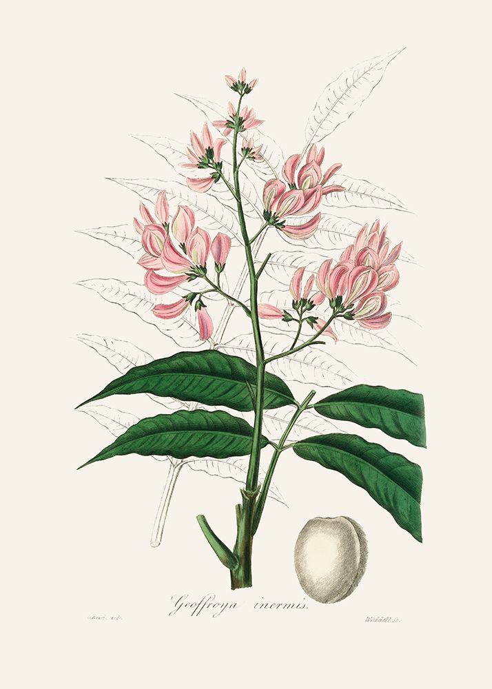 Geoffroya Inermis Medical Botany art print by John Stephenson and James Morss Churchill for $57.95 CAD