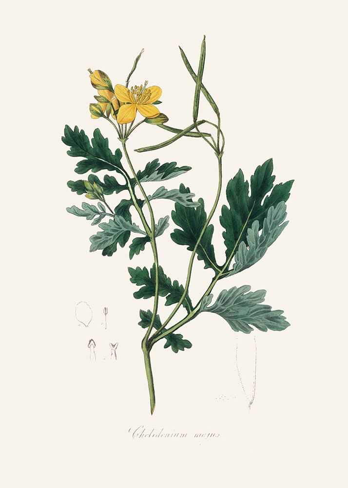 Greater Celandine (chelidonium Majus) Medical Botany art print by John Stephenson and James Morss Churchill for $57.95 CAD