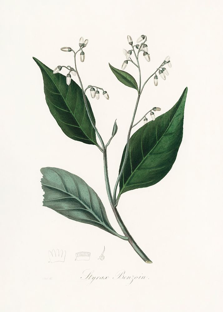 Gum Benjamin Tree (styrax Benzoin Medical Botany art print by John Stephenson and James Morss Churchill for $57.95 CAD