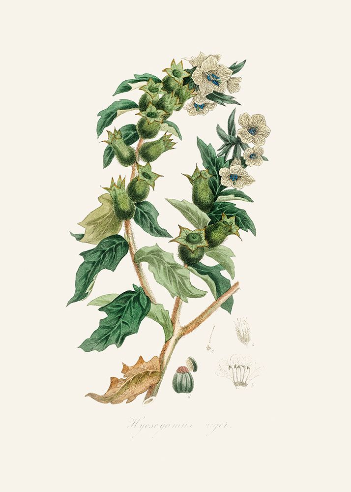 Henbane (hyoscyamus Niger) Medical Botany art print by John Stephenson and James Morss Churchill for $57.95 CAD