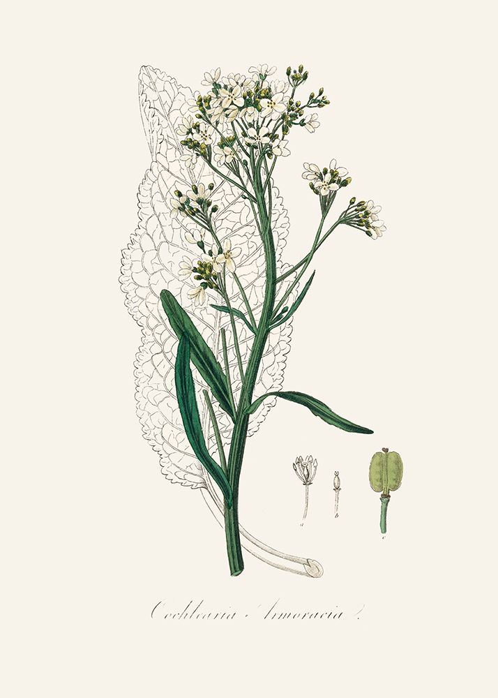 Horseradish (cochlearia Armoracia)  Medical Botany art print by John Stephenson and James Morss Churchill for $57.95 CAD