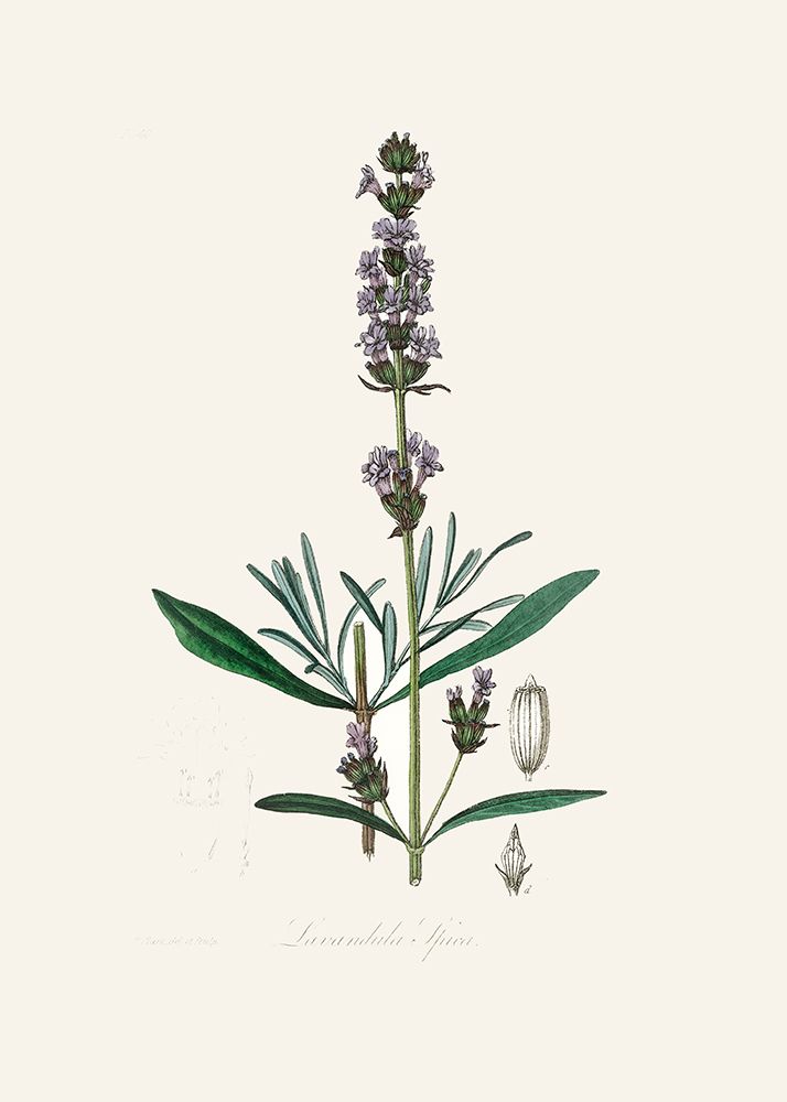 Lavender (lavandula Ipica)  Medical Botany art print by John Stephenson and James Morss Churchill for $57.95 CAD