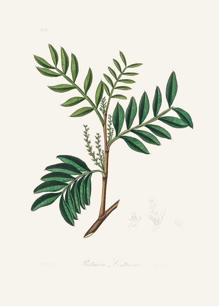 Lentisk (pistacia Lenitiscus) Medical Botany art print by John Stephenson and James Morss Churchill for $57.95 CAD