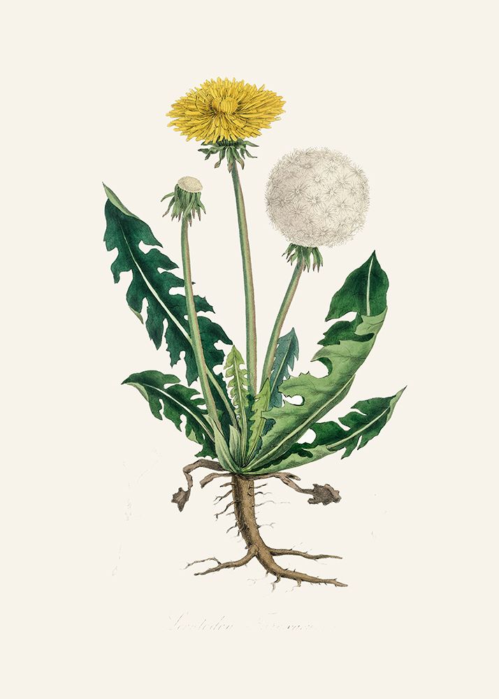 Leontodon Taraxacuma Medical Botany art print by John Stephenson and James Morss Churchill for $57.95 CAD