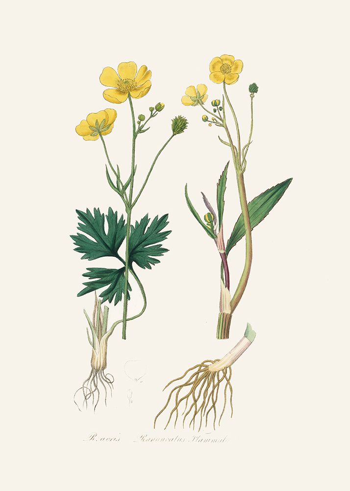 Lesser Spearwort (ranunculus Flammula) Medical Botany art print by John Stephenson and James Morss Churchill for $57.95 CAD