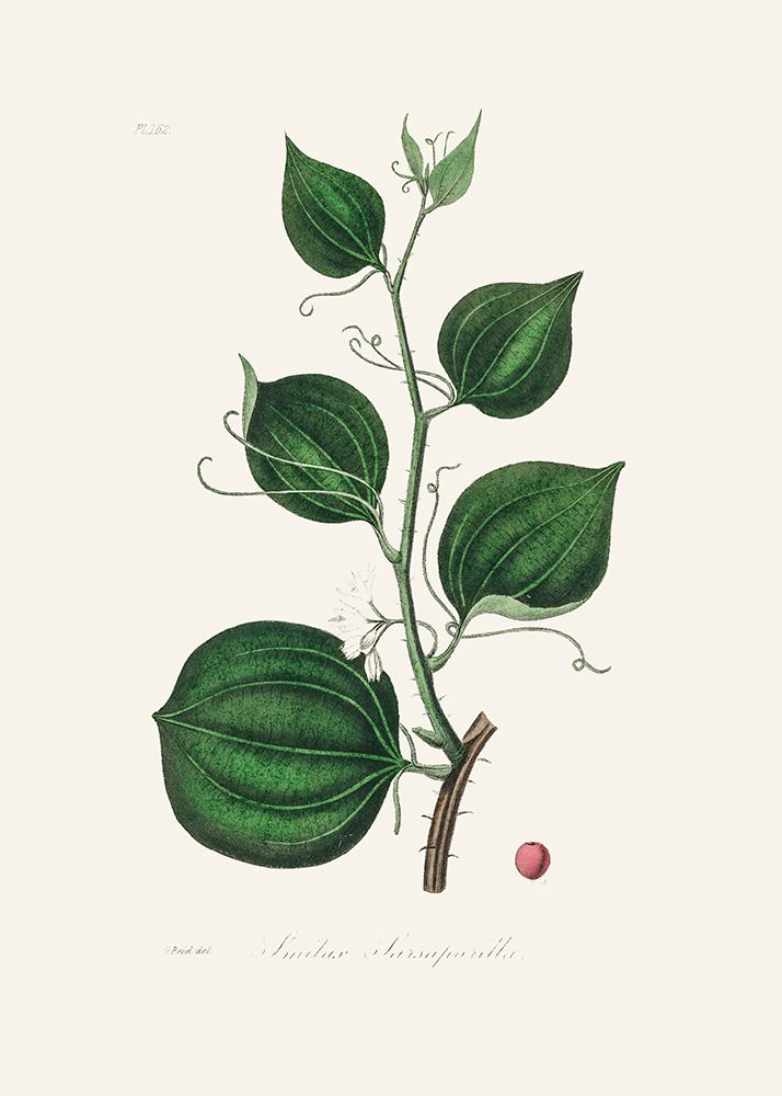 Lmilax Larsaparilla  Medical Botany art print by John Stephenson and James Morss Churchill for $57.95 CAD