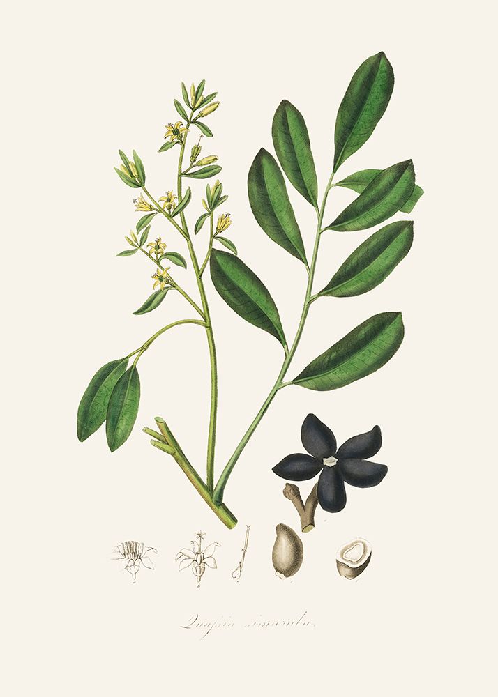 Lualsia Simarula Medical Botany art print by John Stephenson and James Morss Churchill for $57.95 CAD