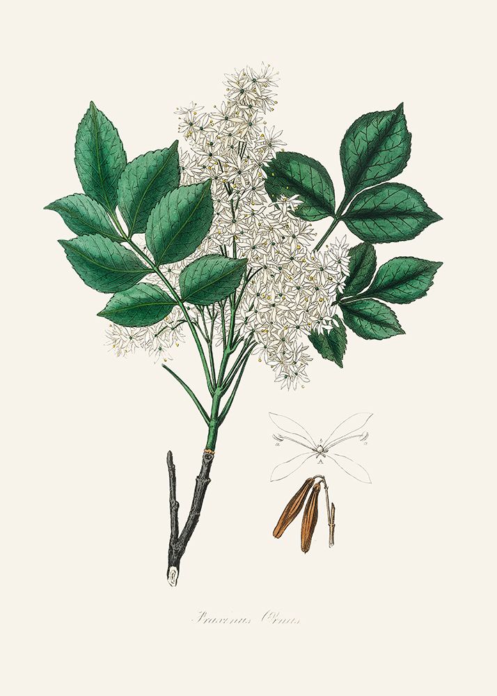 Manna Ash (fraxinus Ornus) Medical Botany art print by John Stephenson and James Morss Churchill for $57.95 CAD