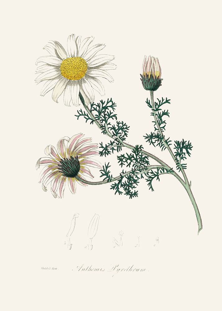 Mount Atlas Daisy (anthemis Pyrethrum) Medical Botany art print by John Stephenson for $57.95 CAD