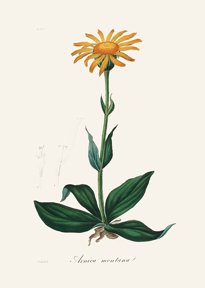 Mountain Arnica (arnica Montana) Medical Botany art print by John Stephenson for $57.95 CAD