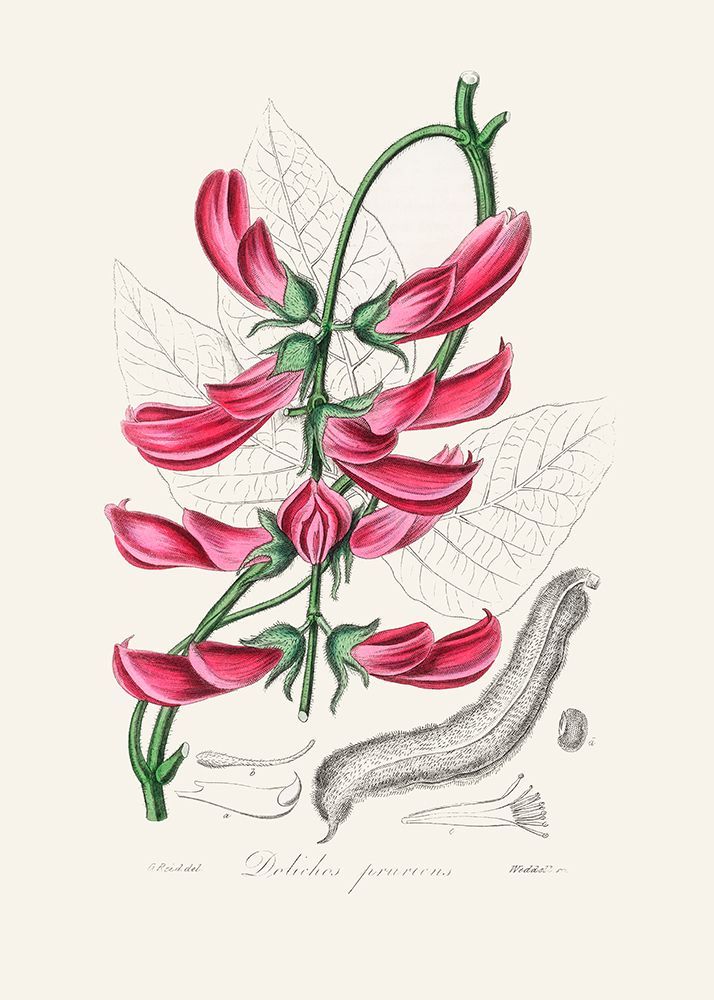 Mucuna Pruriens (dolichos Pruriens) Medical Botany art print by John Stephenson and James Morss Churchill for $57.95 CAD