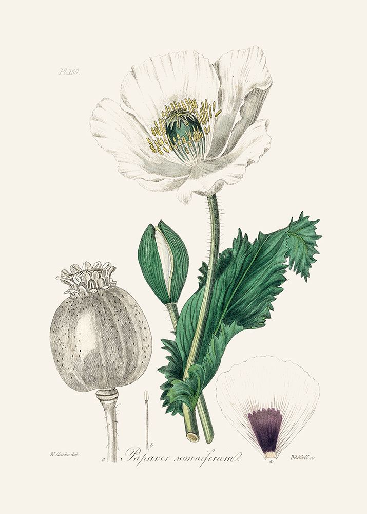 Opium Poppy (papaver Somniferum) Medical Botany art print by John Stephenson for $57.95 CAD