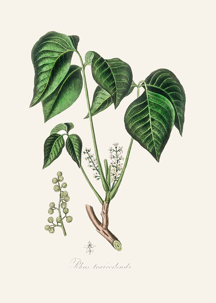 Poison Ivy (rhus Toxicodendron) Medical Botany art print by John Stephenson and James Morss Churchill for $57.95 CAD