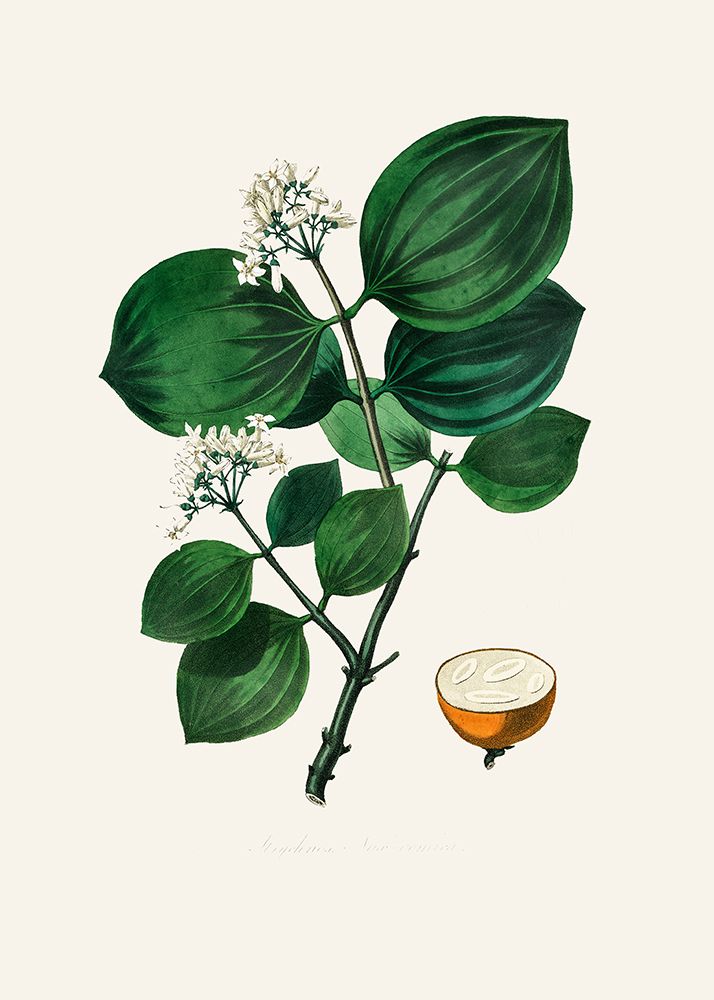 Poison Nu (strychnos Nux Vomica) Medical Botany art print by John Stephenson and James Morss Churchill for $57.95 CAD
