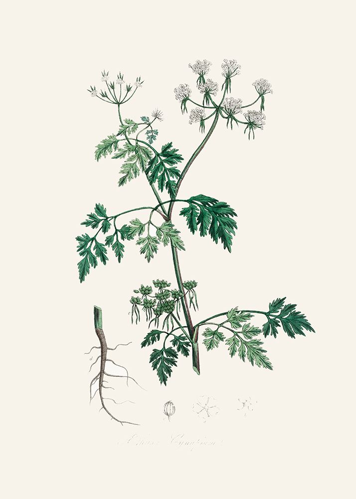 Poison Parsley (aethusa Cynapium) Medical Botany art print by John Stephenson and James Morss Churchill for $57.95 CAD