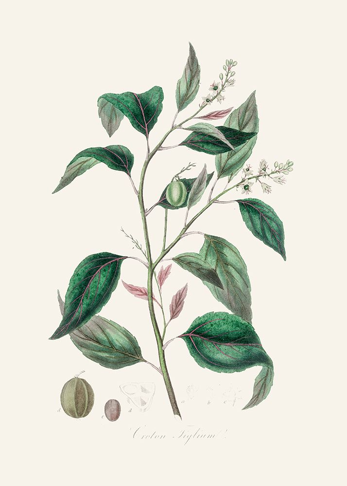 Purging Croton (croton Tiglium) Medical Botany art print by John Stephenson and James Morss Churchill for $57.95 CAD