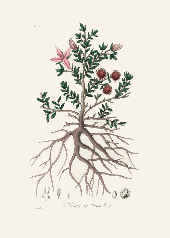 Rhatany (krameria Triandrea) Medical Botany art print by John Stephenson and James Morss Churchill for $57.95 CAD