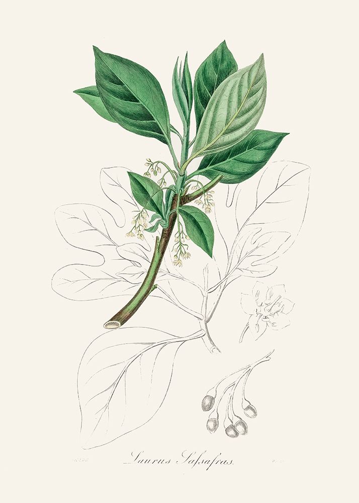 Sassafras (laurus Sassafras) Medical Botany art print by John Stephenson and James Morss Churchill for $57.95 CAD