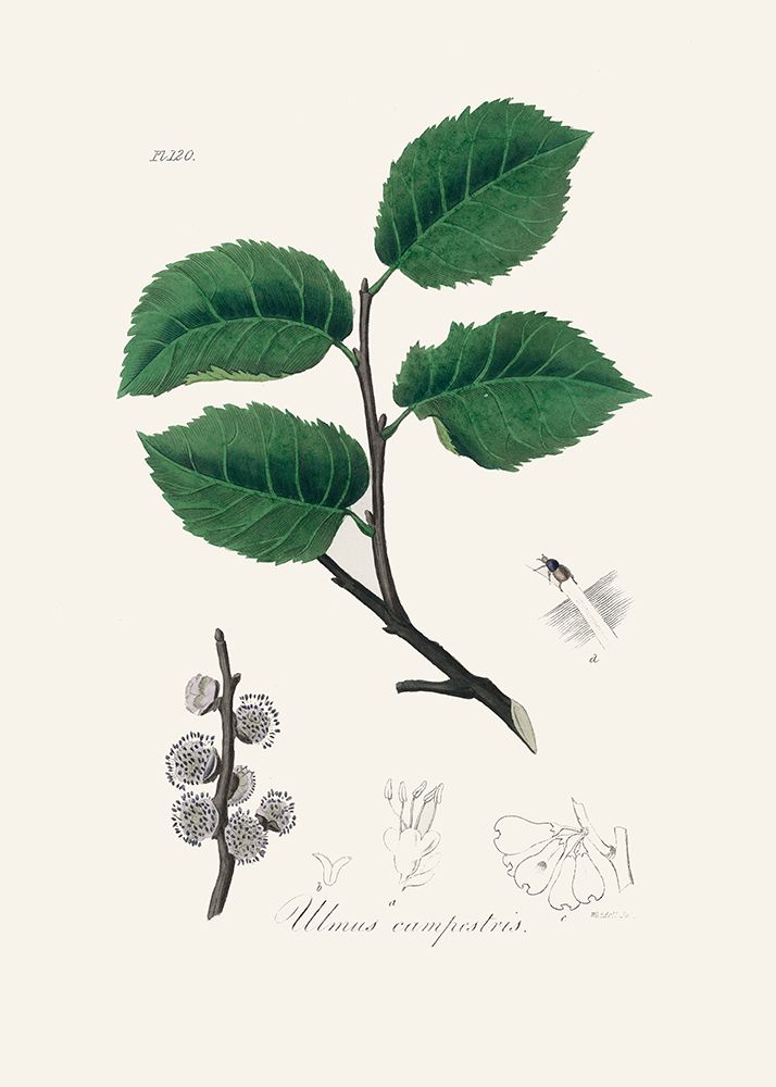 Ulmus Campestris Medical Botany art print by John Stephenson and James Morss Churchill for $57.95 CAD