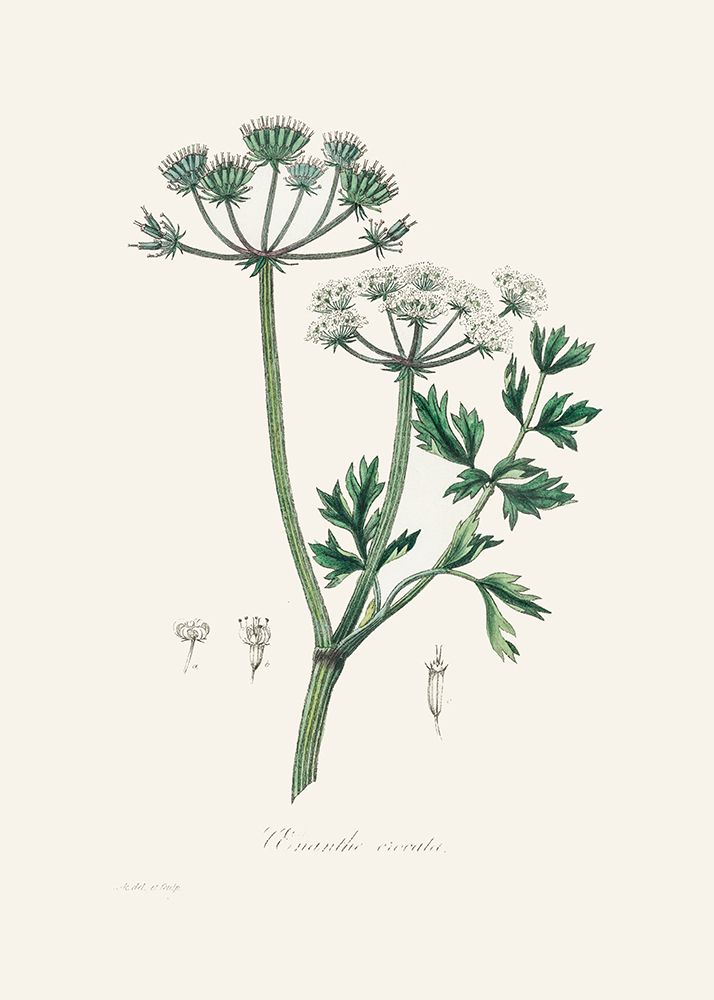 Water Dropwort (onanthe Grocata) Medical Botany art print by John Stephenson and James Morss Churchill for $57.95 CAD